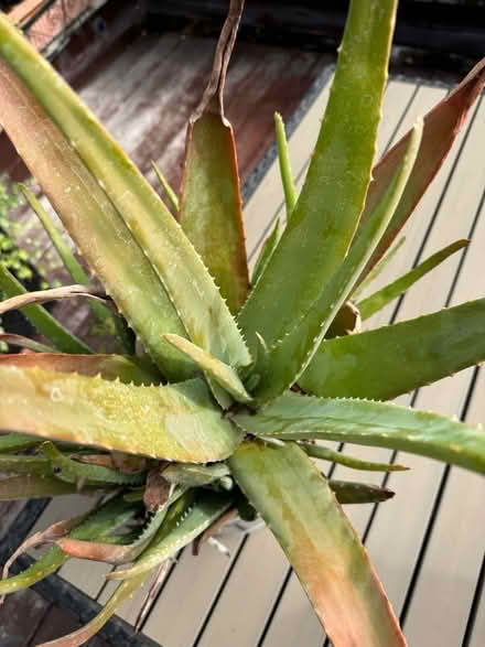 Photo of free Aloe vera huge plant (Kensington W8) #3