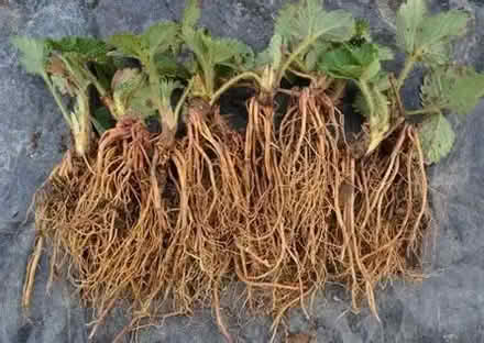 Photo of free STRAWBERRY PLANTS/ RUNNERS. Bare root (Jesmond) #1