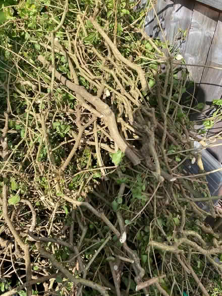 Photo of free Wood from cutting hedge back (Mount Nod CV4) #1
