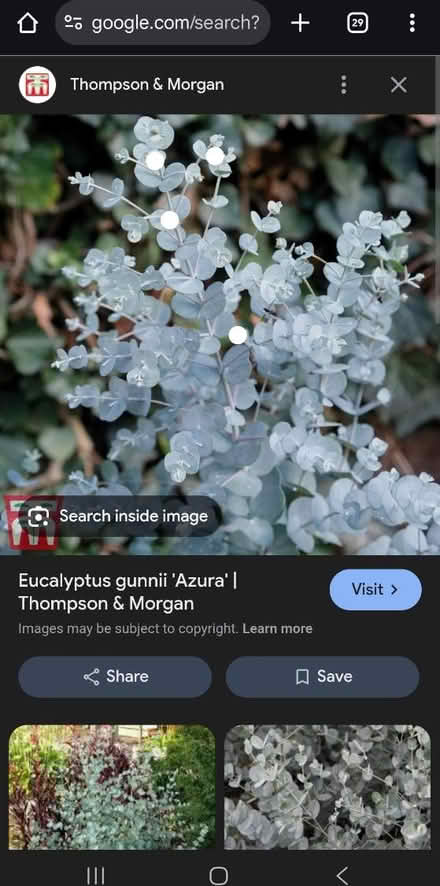 Photo of Eucalyptus (HU8 james reckitt) #1