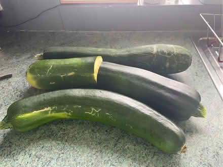 Photo of free Marrows( or overgrown courgettes) (Drum Brae EH4) #1