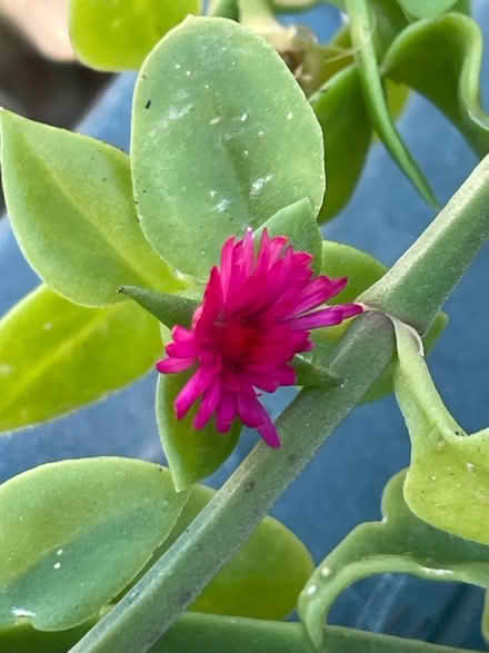 Photo of free Trailing Succulent plants (NG9, Beeston) #1