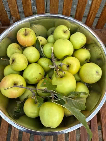 Photo of free Apples (Norbury CR7) #2