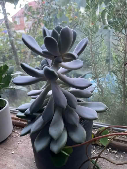 Photo of free Succulent House Plants (NG9, Beeston) #1
