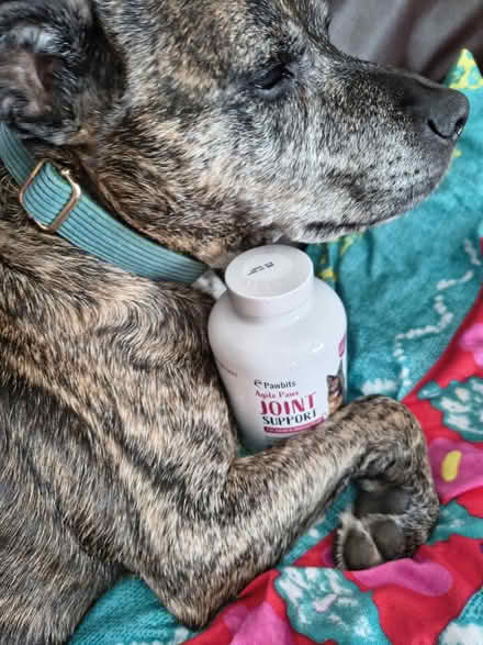 Photo of free Joint Support for Dogs (Fiveways Brighton) #3