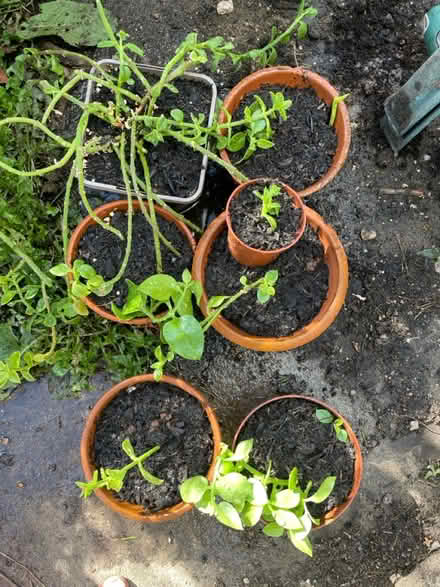 Photo of free Trailing Succulent plants (NG9, Beeston) #2