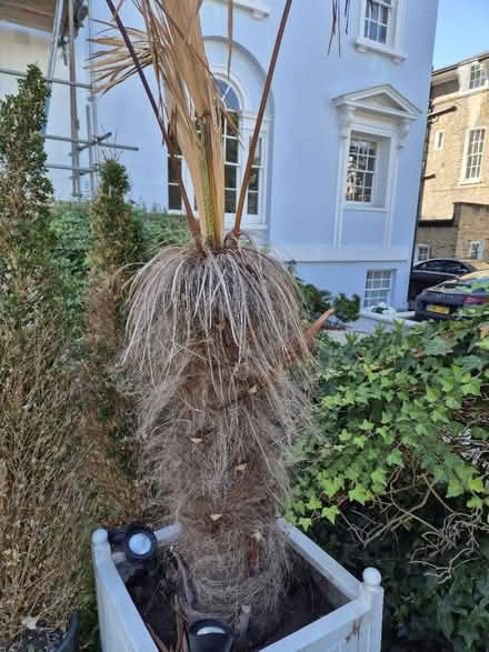 Photo of free Mexican fan palm (Blackheath, SE13) #3