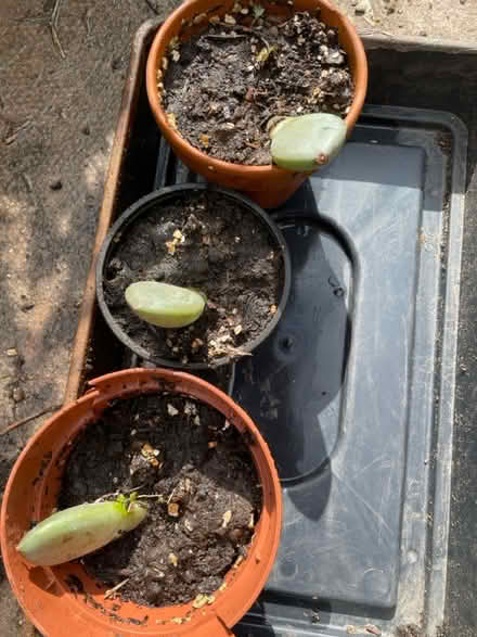 Photo of free Succulent House Plants (NG9, Beeston) #2