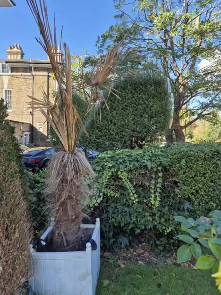 Photo of free Mexican fan palm (Blackheath, SE13) #1