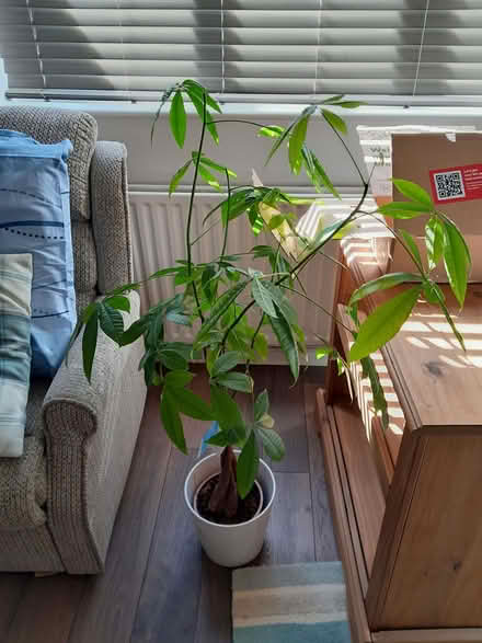 Photo of free Houseplant (Mexican Fortune Tree) (Little Amwell SG13) #1