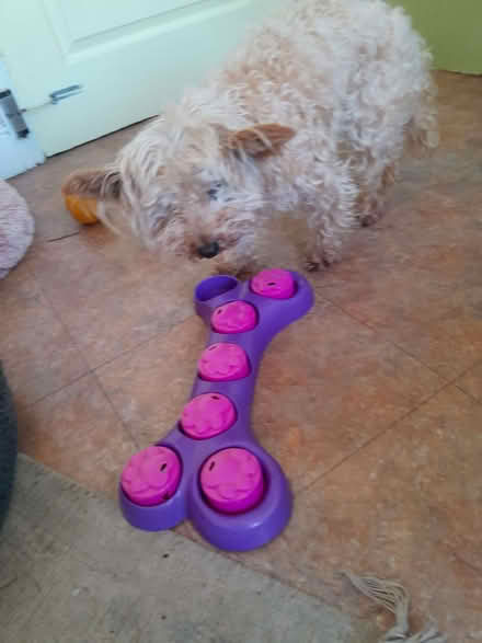 Photo of free Dog treat toy (Assarts Farm Estate NG16) #2