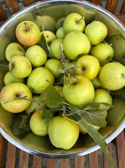 Photo of free Apples (Norbury CR7) #1
