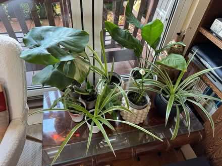 Photo of free Various plants (Kensington W8) #1