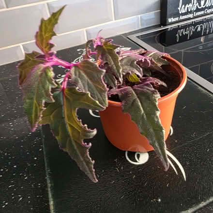 Photo of free Young houseplant (Clive Vale TN35) #1