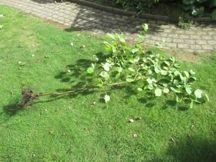 Photo of free tree (Studley B80) #2