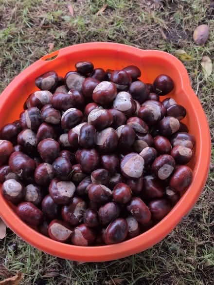 Photo of free Conkers (Wistaston CW2) #1