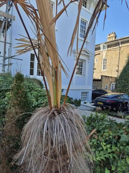 Photo of free Mexican fan palm (Blackheath, SE13) #2