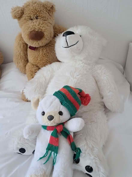 Photo of free Soft cuddly bears (Marshalswick AL4) #1
