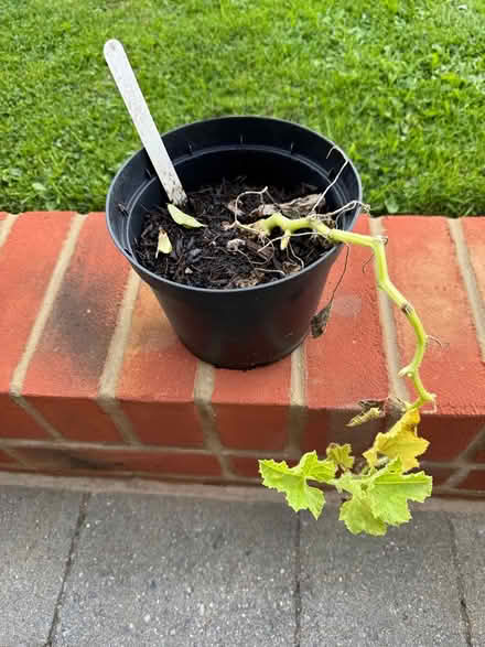 Photo of free Melon (South Harting) #1