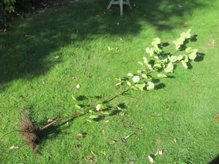 Photo of free tree (Studley B80) #1