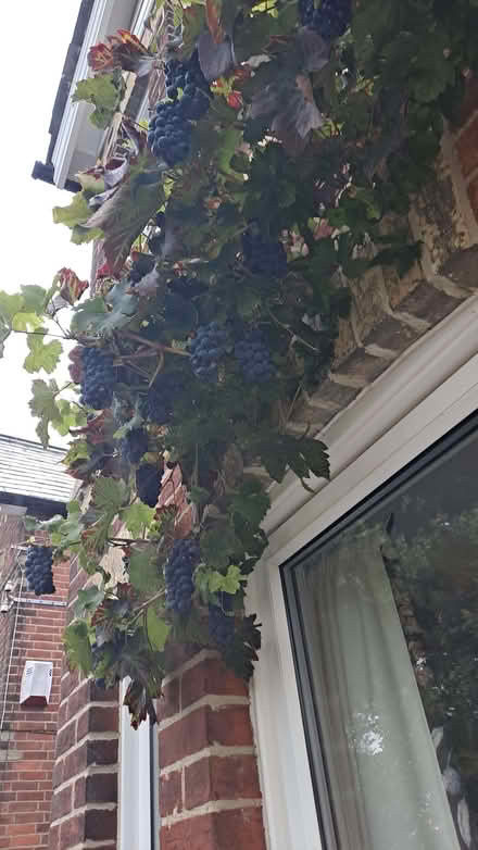 Photo of free Grapes (Station Area RG21) #1