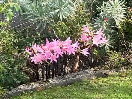 Photo of Jersey Lily Bulb/s Belladonna Amaryllis bulb/s (Parkham Hill TQ5) #1