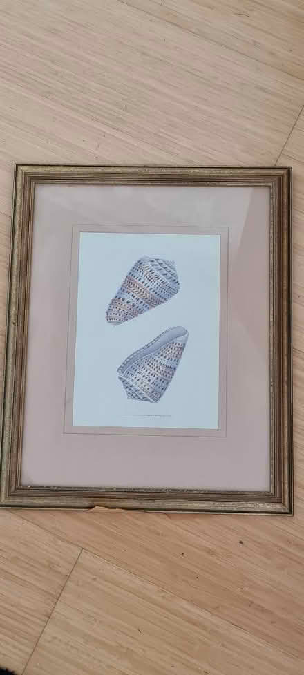 Photo of free Framed Shell drawing print (The Camp AL4) #1
