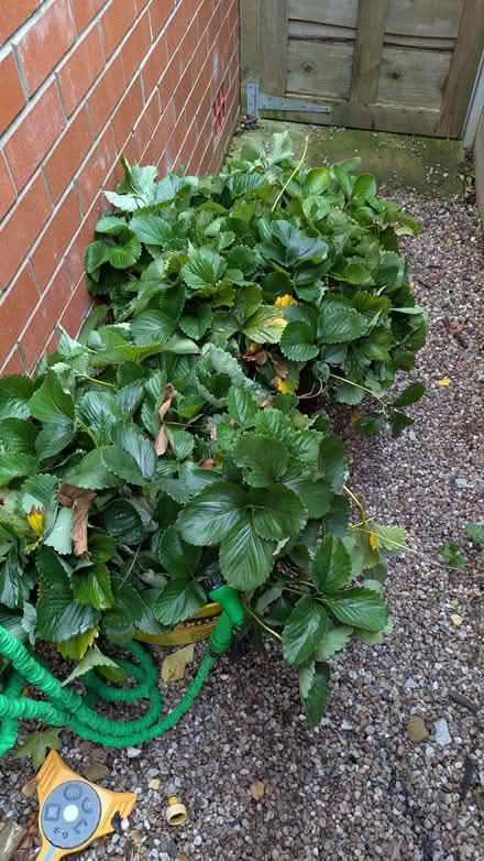 Photo of free Strawberry plants (Low Leighton SK22) #1