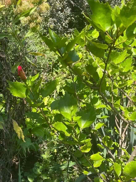 Photo of free Large Hibiscus Plant (Sleepy Hollow, NY) #2