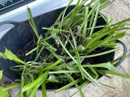 Photo of free Hostas (Coxhoe DH6) #1