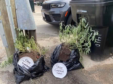 Photo of free UPDATE: 1 Garden Sage Plant Left (1410 W. Grand Ave. Chicago, IL) #2