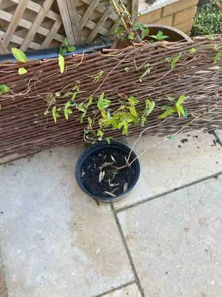 Photo of free passion flower plant (Stratford, E15) #1