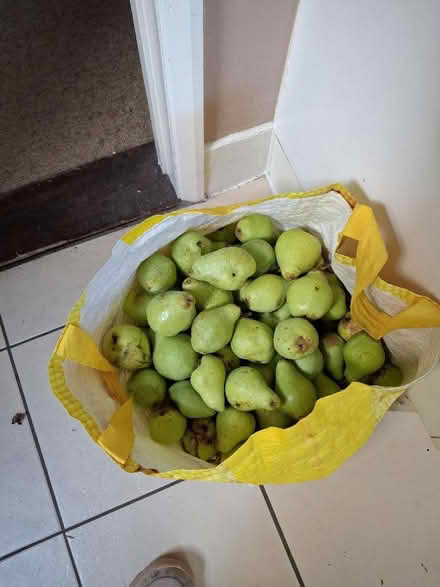 Photo of free Pears (IP1) #1