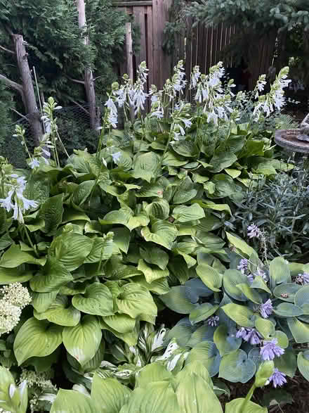 Photo of free Iris and Hosta Plants (East Waterloo) #1
