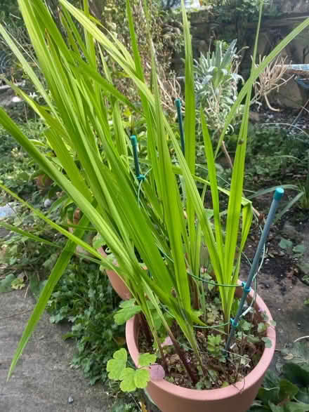Photo of free freesias & aquilegia (Heysham LA3) #1