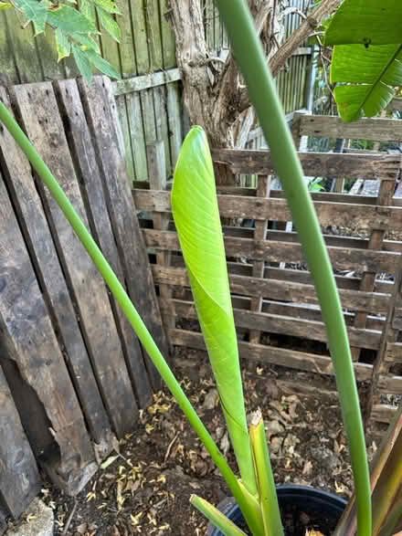Photo of free Strelitzia house plant (Leigh-on-Sea SS9) #2