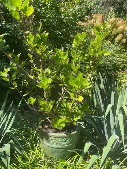 Photo of free Large Hibiscus Plant (Sleepy Hollow, NY) #1