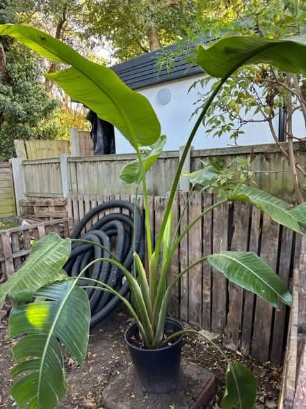 Photo of free Strelitzia house plant (Leigh-on-Sea SS9) #1