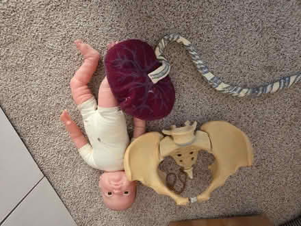 Photo of free Model pelvis and baby - antenatal teaching (DA5) #1