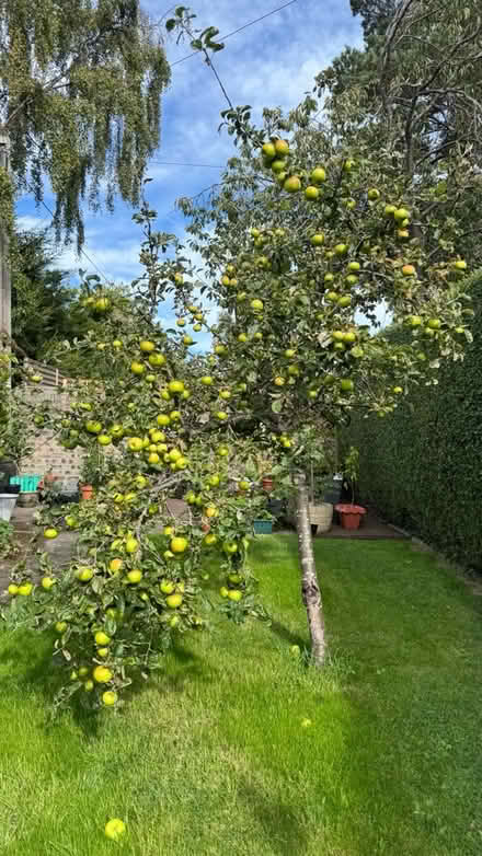 Photo of free cooking apples (Liberton EH16) #3