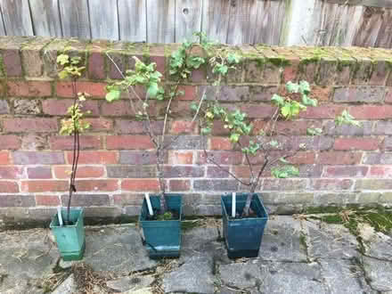 Photo of free Fruit bushes - josta & redcurrant (Roebuck SG2) #1