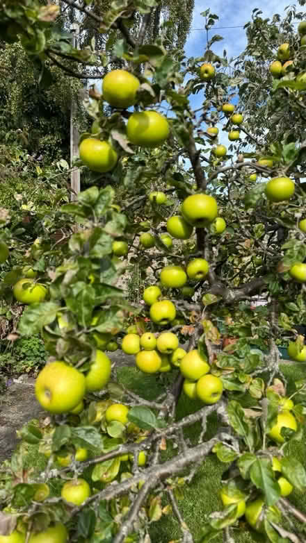Photo of free cooking apples (Liberton EH16) #1