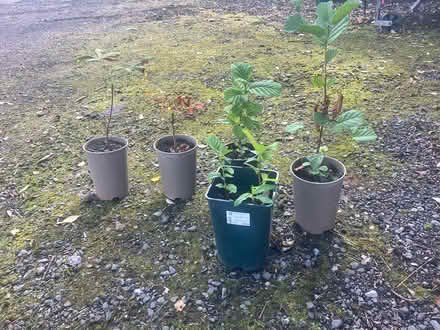 Photo of free Beech and horse chestnut saplings (Stockport SK26) #1