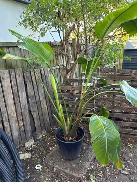 Photo of free Strelitzia house plant (Leigh-on-Sea SS9) #4