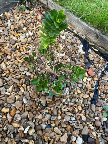Photo of free Potted plants (SG4 hitchin) #3