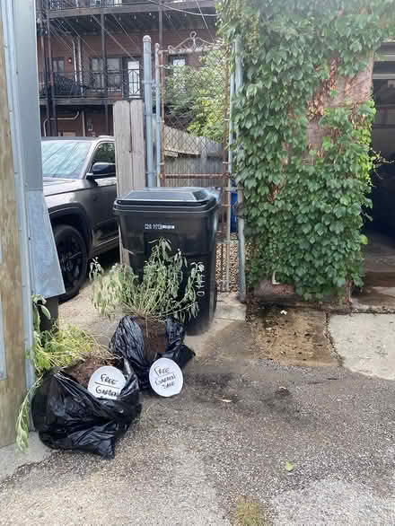 Photo of free UPDATE: 1 Garden Sage Plant Left (1410 W. Grand Ave. Chicago, IL) #1