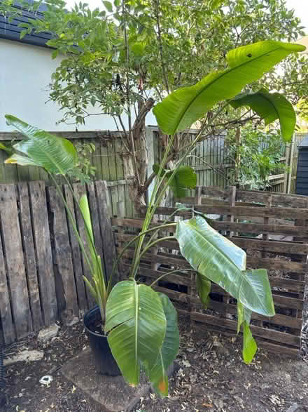 Photo of free Strelitzia house plant (Leigh-on-Sea SS9) #3