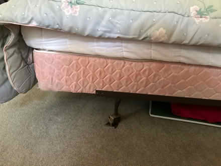 Photo of free Single Bed (Maple Lawn) #2