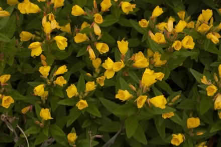 Photo of free Sundrop perennials (Carlington east) #1