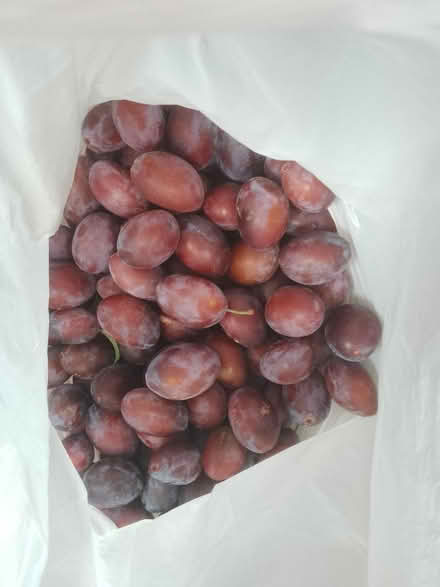 Photo of free Freshly picked Damsons (Harrogate. HG1.) #2